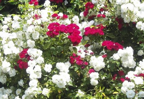 Red and white roses photo