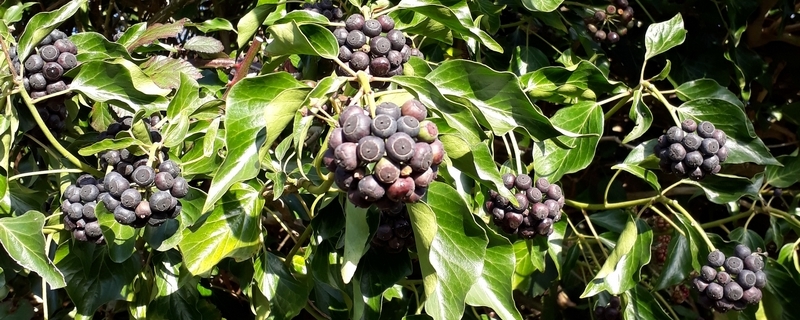Ivy berries photo