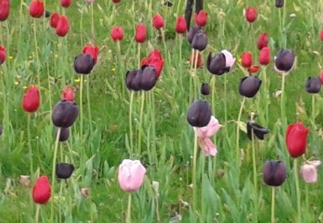 Tulips in grass photo