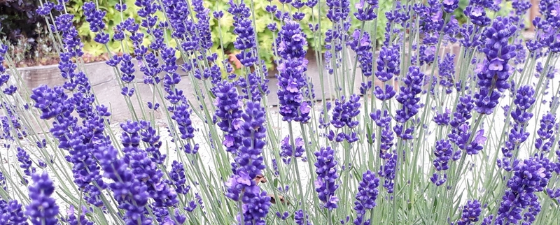 Lavender flowers photo