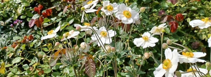 White japanese anemone flowers photograph