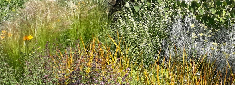 Coloured grasses photo