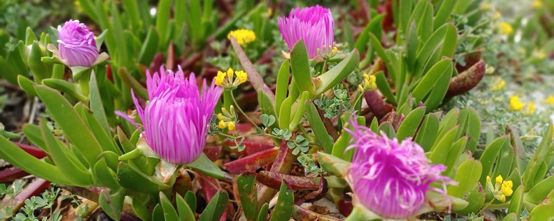 succulent flowers photo