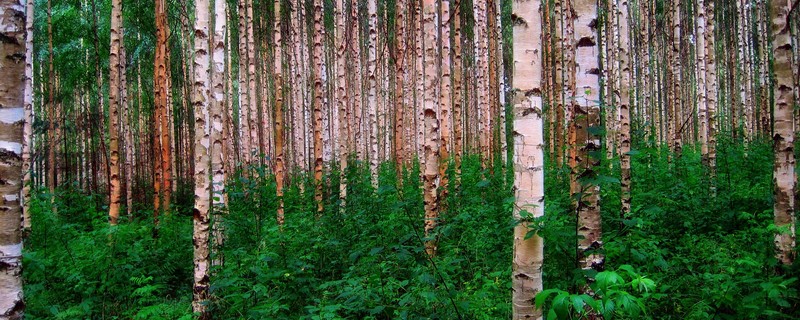 Silver birch forest photo