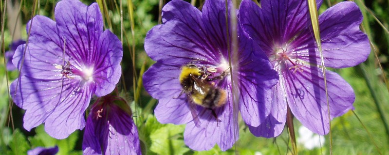 Bumblebee on Geranium photo