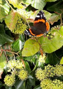 Photo of Butterfly on ivy