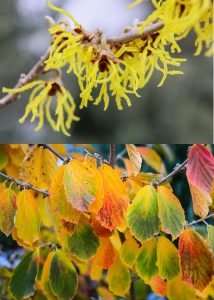 Witch hazel flowers and leaves photo