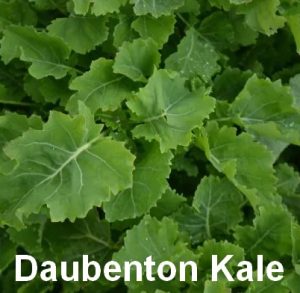 Perennial Kale photo