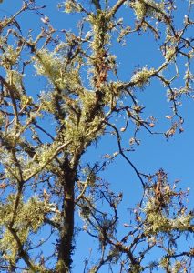 Tree with lichen photo