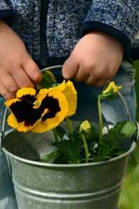 Child holding bucket with Pansy plant photo