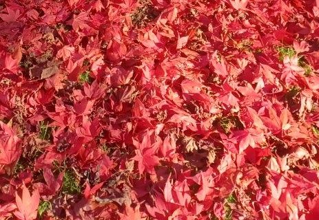 Red Acer leaves on the ground in autumn, photo