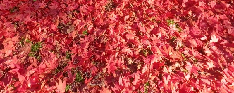 Red Acer leaves on the ground in autumn, photo